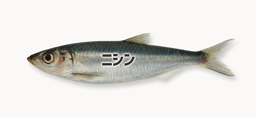 ニシン系の魚卵(数の子・子持ち昆布)
