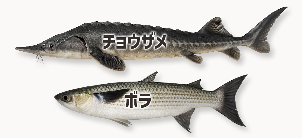高級魚卵・珍味(キャビア・ボッタルガ・からすみ)