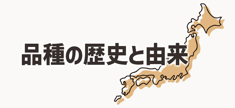 メークインと男爵いも：品種の歴史と由来
