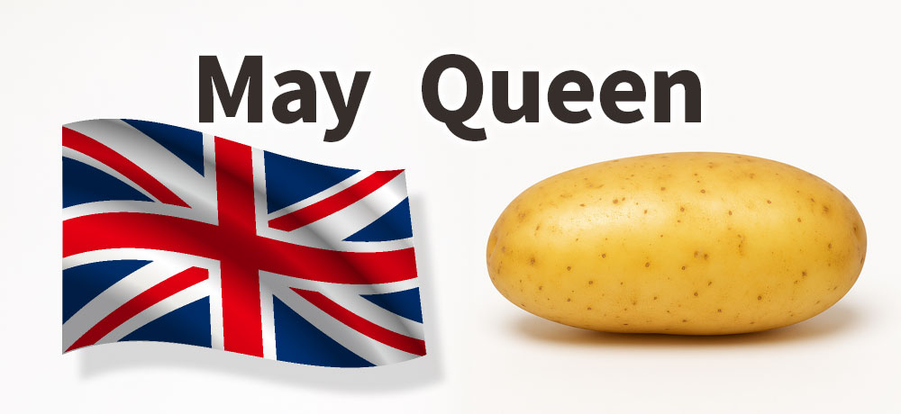 メークイン（May Queen）の名前由来・原産・日本での定着