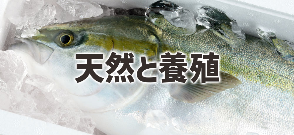 天然のハマチとブリと養殖のハマチとブリの違い