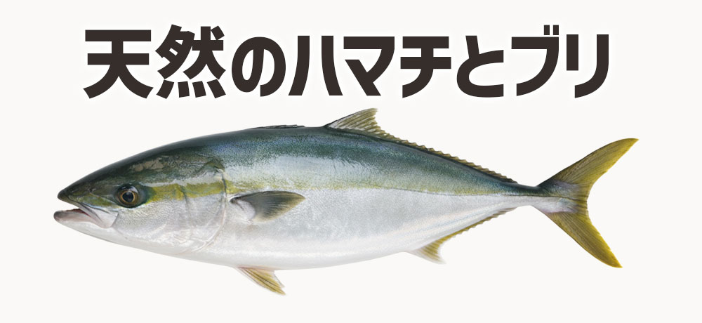 天然のハマチとブリの特徴