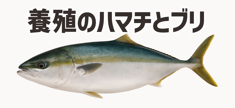 養殖のハマチとブリの特徴