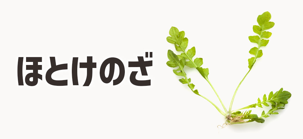 ほとけのざ：葉の形が仏さまの座ぶとん？