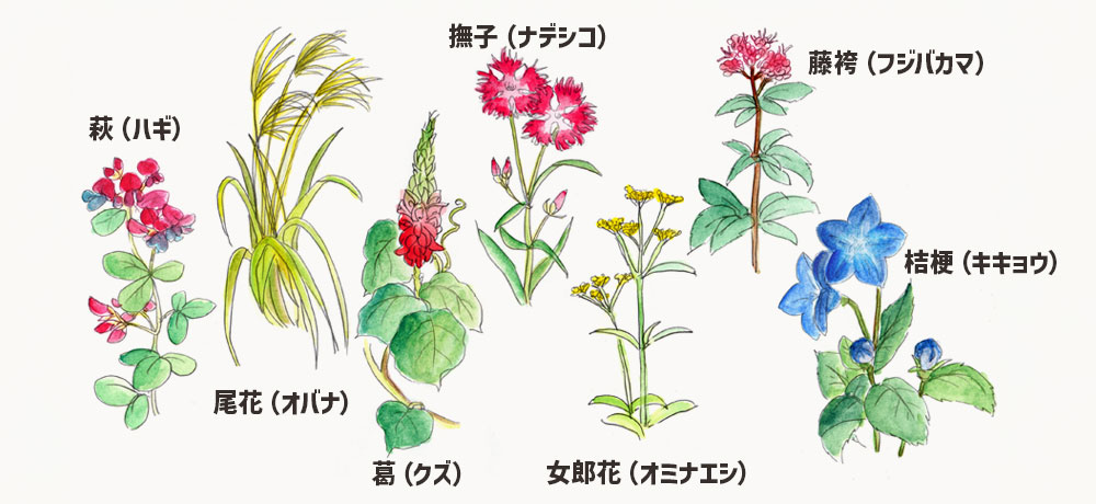 「春の七草」と「秋の七草」どう違う？
