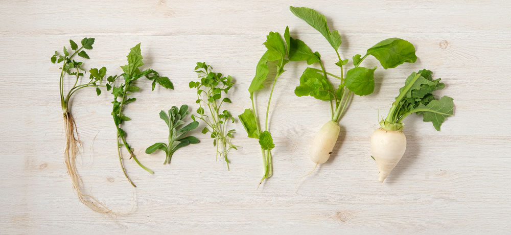 春の七草の種類