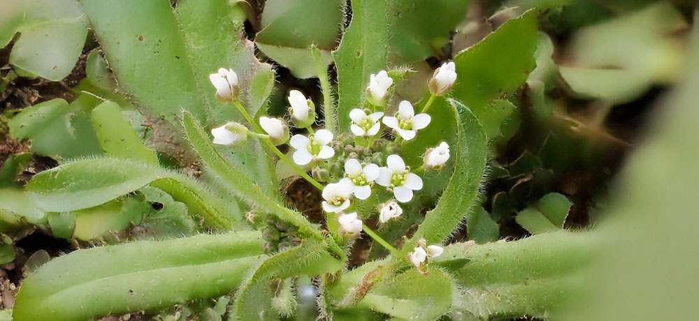 それぞれの七草には意味やチカラがあります