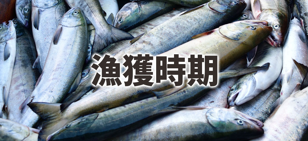 秋鮭の漁獲時期（9〜11月）