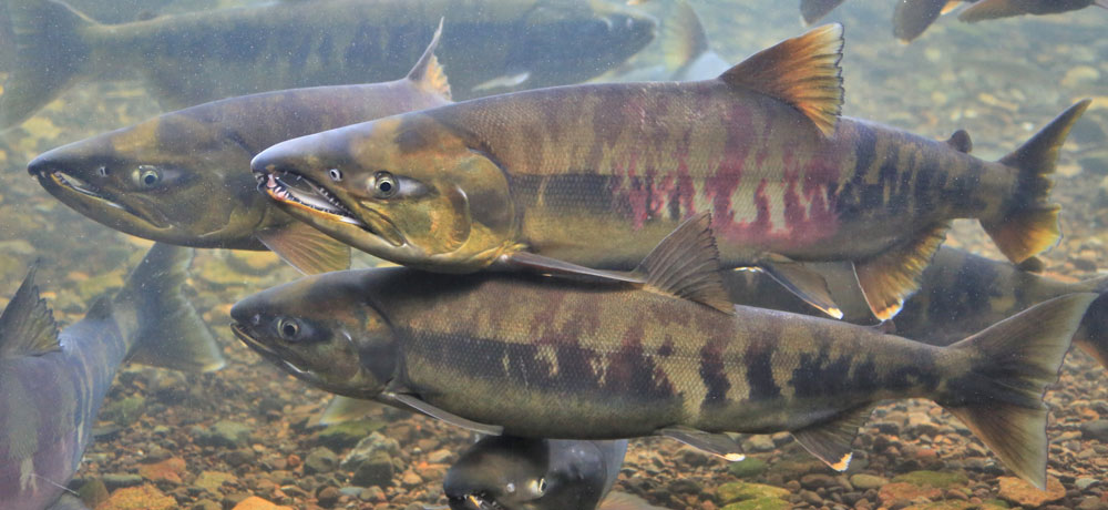 秋鮭の生態と産地