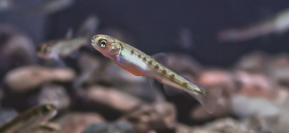 降海〜回遊〜遡上（川→海→川）