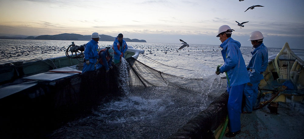 秋鮭は捕れる場所によって味が違う
