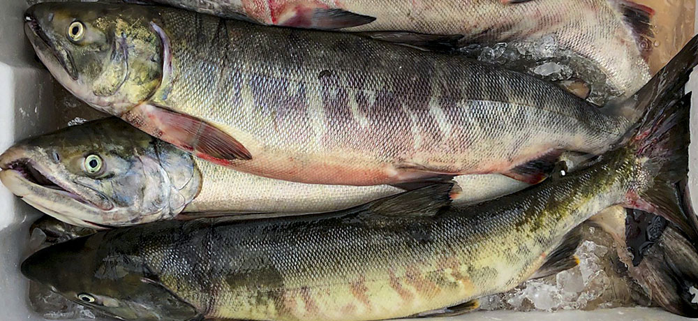 婚姻色が強くなるほど味が落ちる