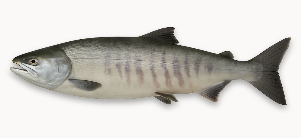 手に入りやすい秋限定の魚