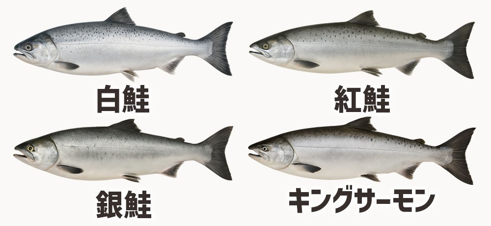 日本で食べられている鮭（白鮭・銀鮭・紅鮭・キングサーモンなど）