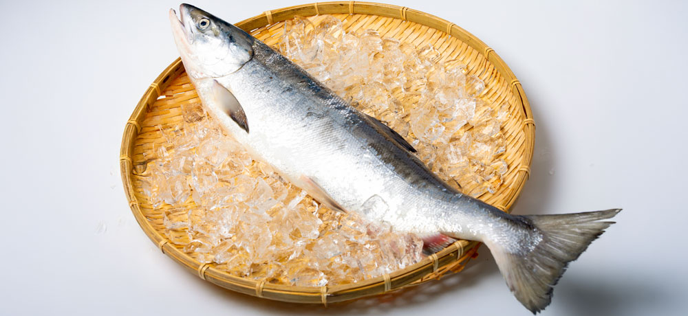 丸魚のチェックポイント（皮、色、透明感）