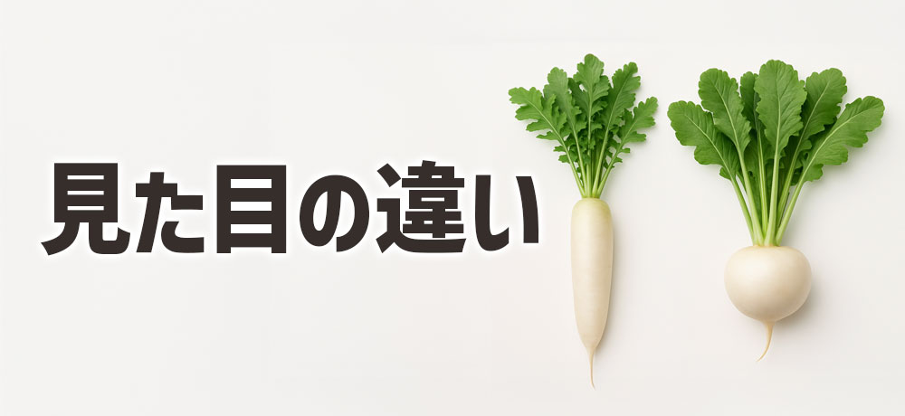 大根とかぶの見た目（形状）の違い