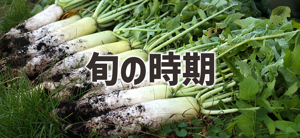 大根とかぶの旬の時期はいつ？