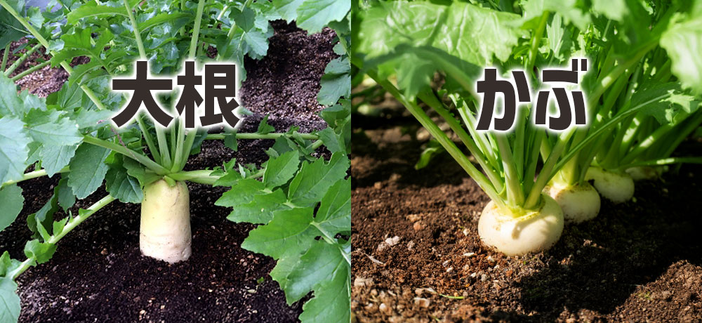 大根とかぶの基本情報