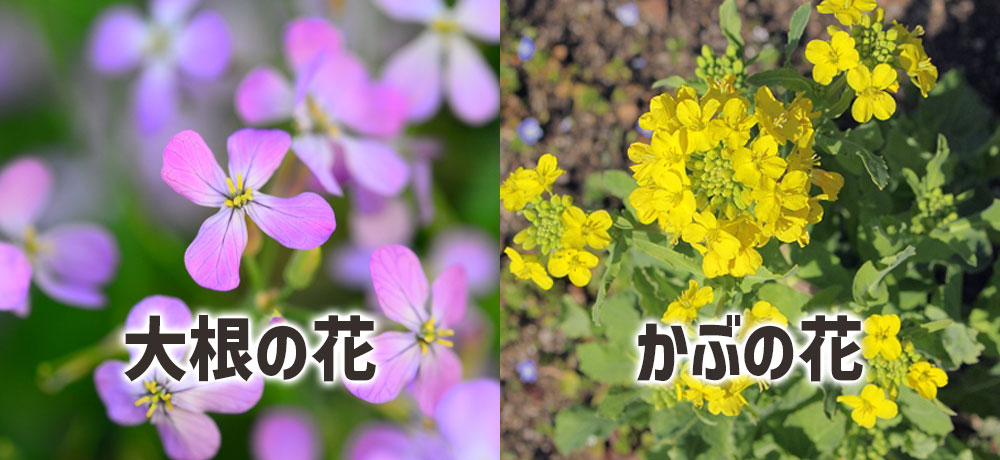 大根とかぶの花