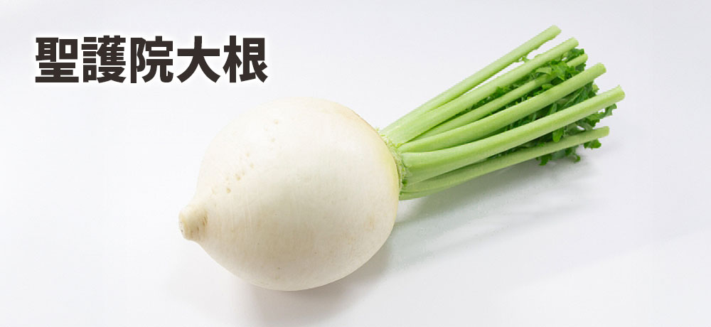 聖護院大根（しょうごいんだいこん）