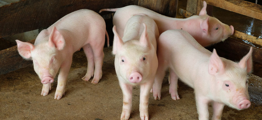 丈夫で育てやすい：品質が安定しやすい