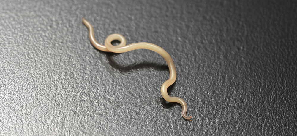 アニサキスの幼生