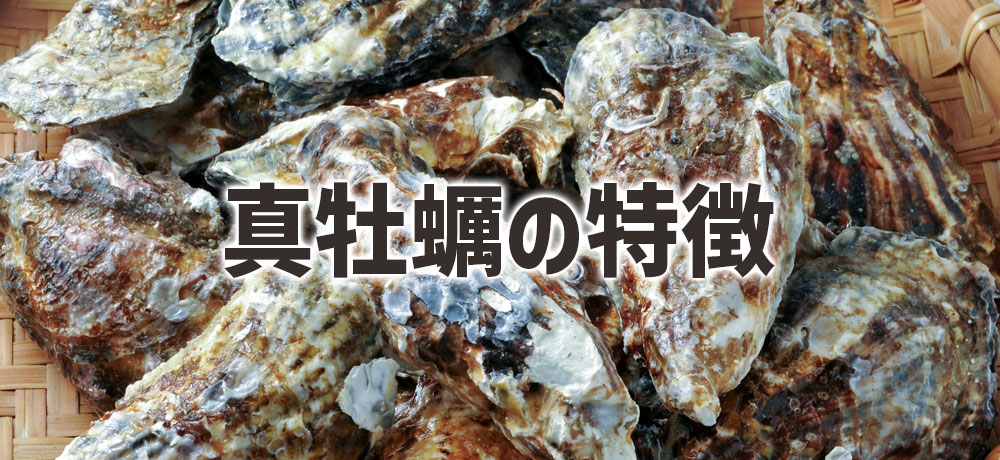 真牡蠣の特徴：冬に旨みが凝縮したクリーミーな牡蠣