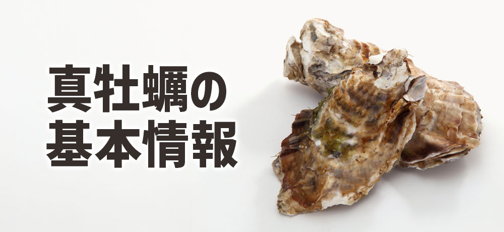 真牡蠣の基本情報