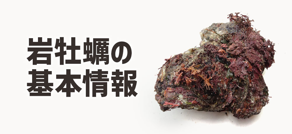 岩牡蠣の基本情報