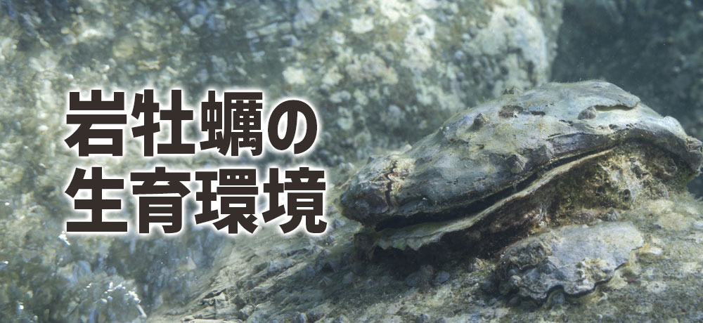 岩牡蠣の生息環境や生育の違い