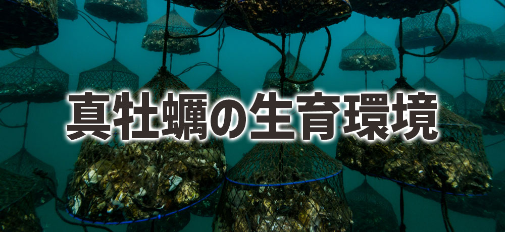真牡蠣の生息環境や生育の違い