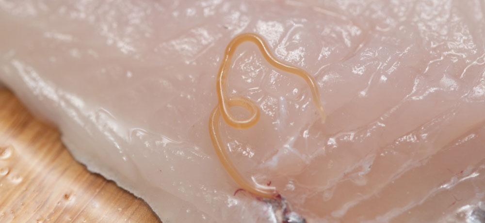 アニサキス被害が起こりやすい魚介類の共通点