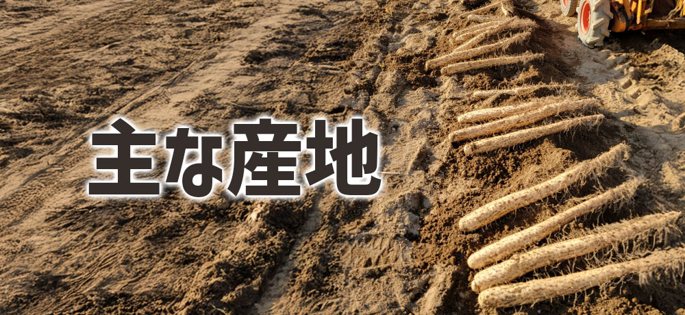 長芋の主な産地