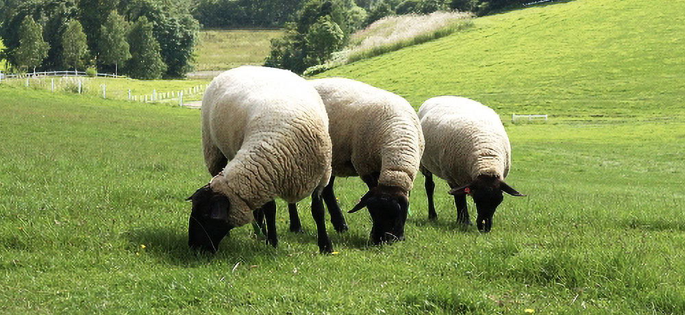 グラス臭(牧草由来の香り)