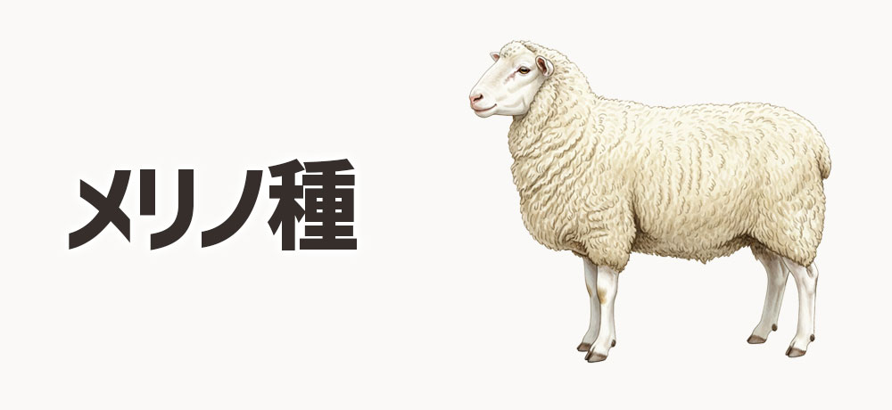 メリノ種