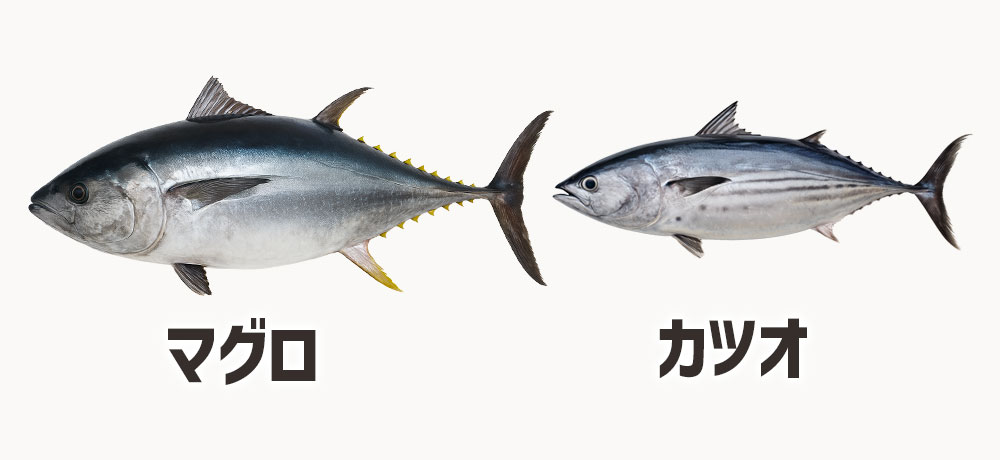 赤身魚(マグロ・カツオなど)