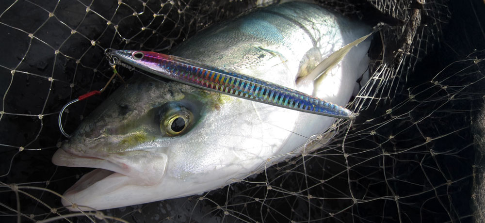 釣った魚の保存方法と下処理