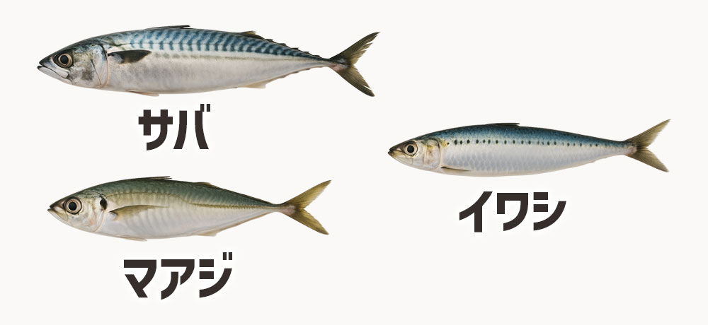 青魚(サバ/マアジ/イワシなど)