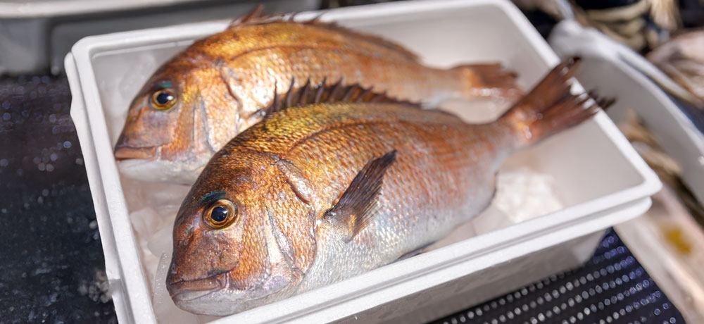 丸ごとの魚を冷蔵保存する方法と注意点