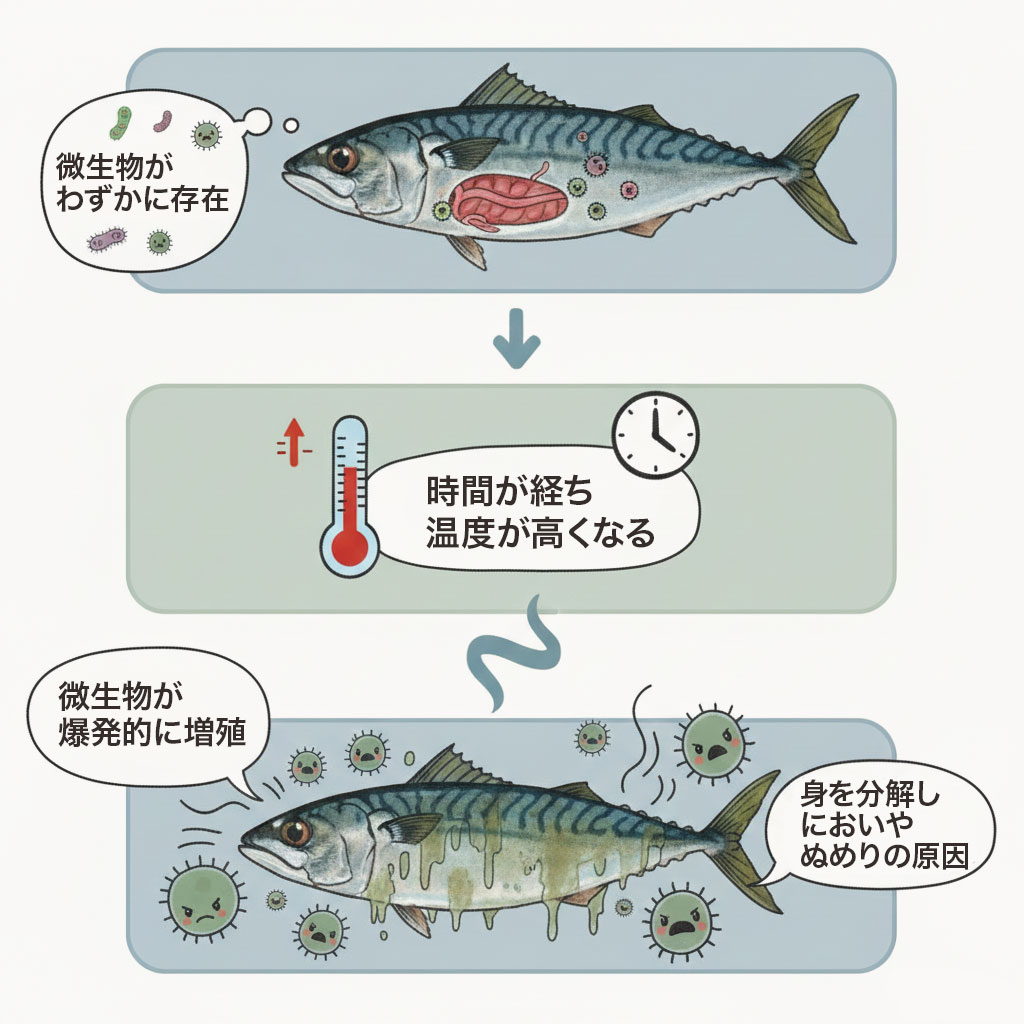 魚の表面や内臓には、ごくわずかながらも微生物がいます。魚が死んでから時間が経ち、温度が高くなると、これらの微生物が爆発的に増え、魚の身を分解し、においやぬめりの原因となります。