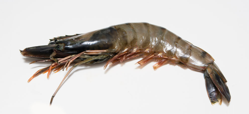 有頭海老はとくに頭の部分から黒くなる