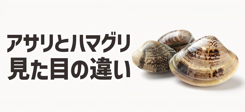 アサリとハマグリの見た目の違い
