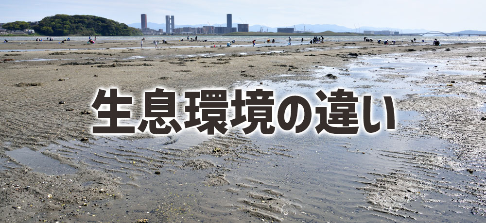 アサリとハマグリの生息環境の違い