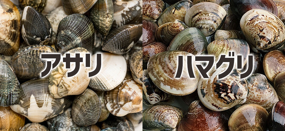 殻の模様・色で見分けるポイント