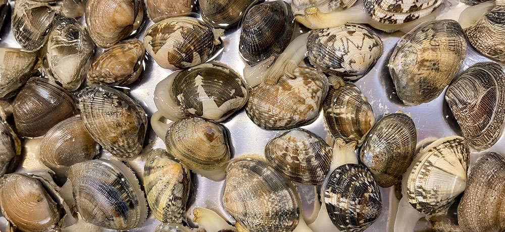 おいしいアサリの選び方