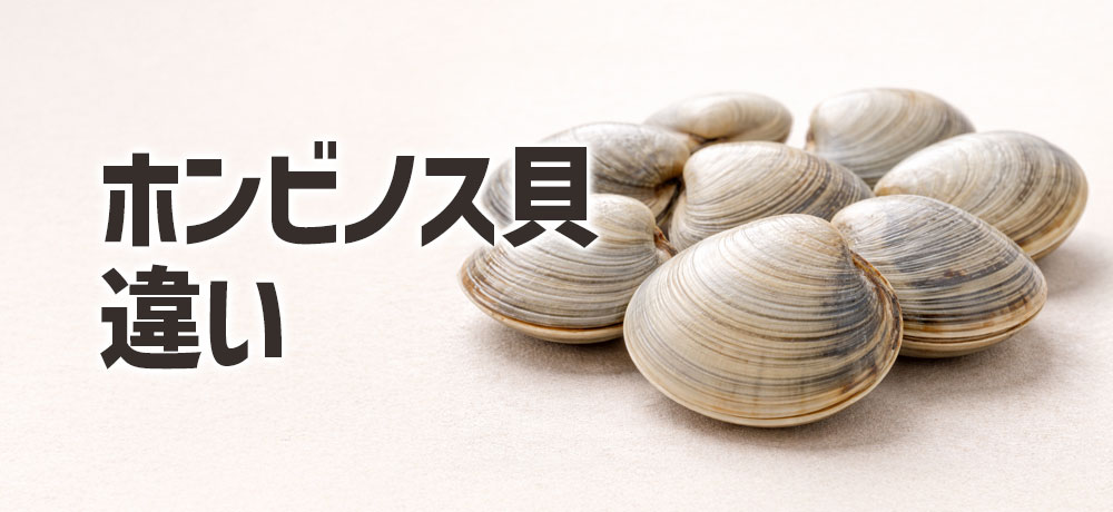 ホンビノス貝との違い