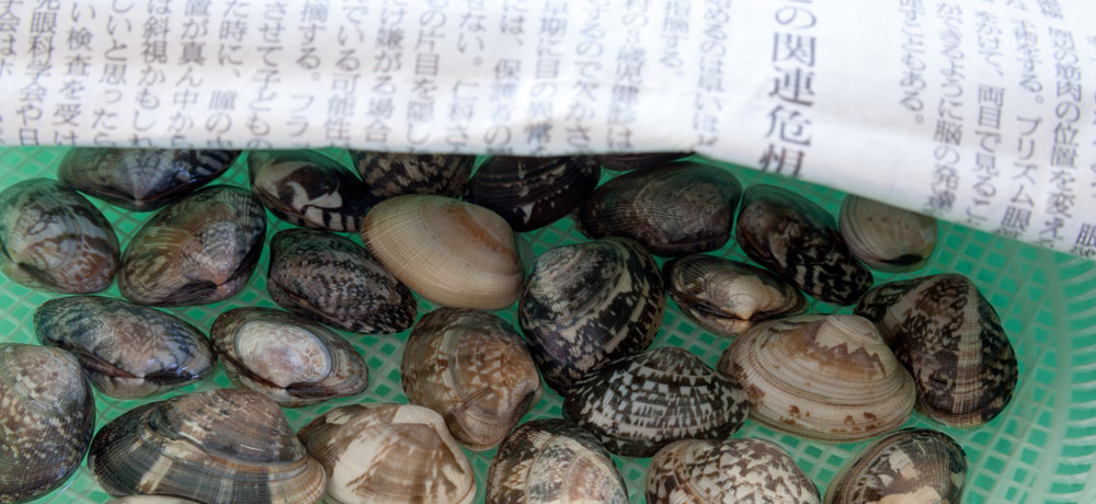 アサリとハマグリの砂抜きのやり方