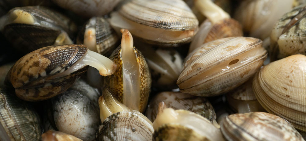 アサリとハマグリは生きているうちに食す