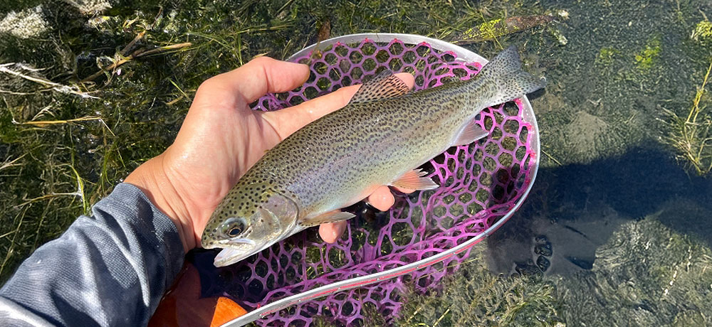 天然ニジマスの旬