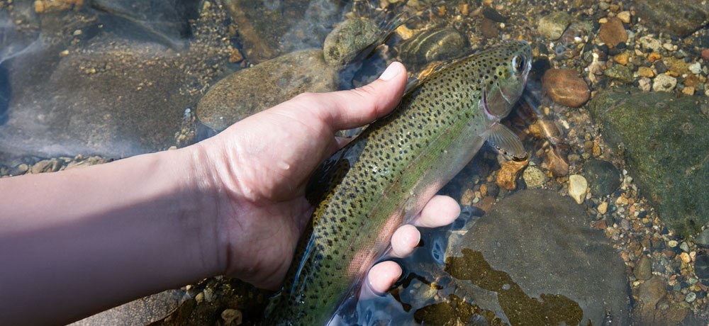 外来種の認識の薄れによる問題点